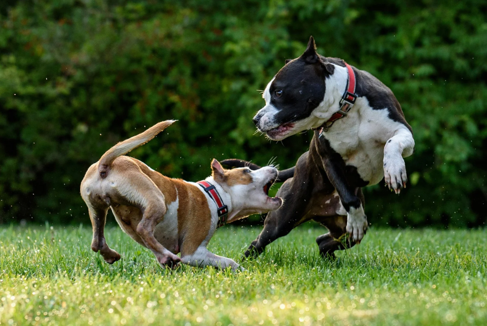 The “One Bite” Rule for Dog Bites in North Carolina